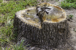 Oak Tree Stump
